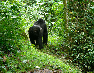 Image showing Gorilla in the rainforest
