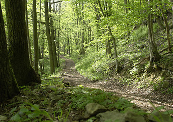 Image showing forest track un sunny ambiance