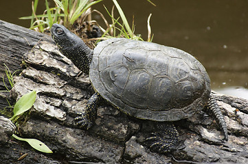 Image showing European pond terrapin