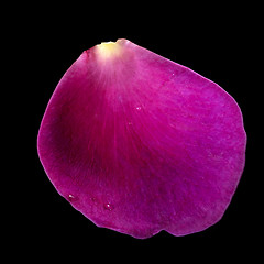 Image showing purple rose petal