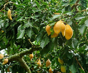 Image showing yellow fruits in Uganda