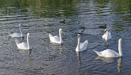Image showing swans and ducks riverside