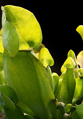 Image showing carnivorous plant detail