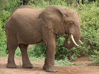 Image showing african Elephant sideways