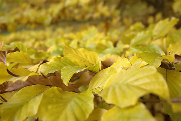 Image showing yellow autumn leaves