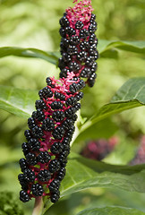 Image showing Pokeweed plants