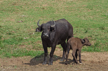 Image showing African Buffalos in sunny ambiance