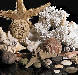 Image showing sea life decoration