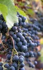 Image showing blue grapes closeup