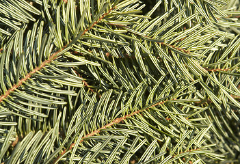 Image showing fir needle background