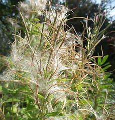 Image showing fluffy seed detail