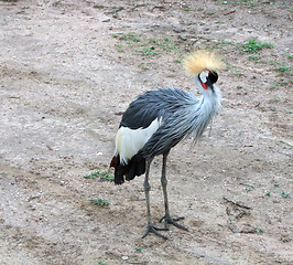Image showing Black Crowned Crane in Africa