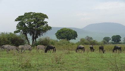 Image showing savannah scenery with Serengeti animals