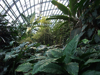 Image showing tropical greenhouse scenery