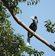 Image showing Silvery-cheeked Hornbill in Uganda