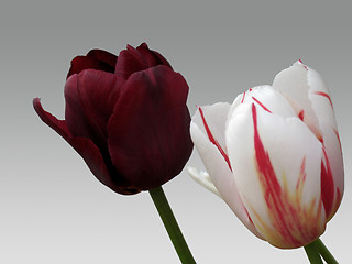 Image showing tulip flowers