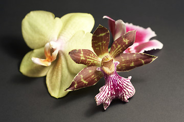 Image showing orchid flowers in dark back