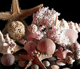 Image showing sea life decoration