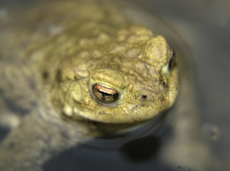 Image showing head of a common toad