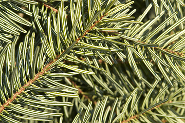 Image showing fir needle background