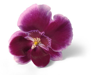 Image showing violet orchid flower