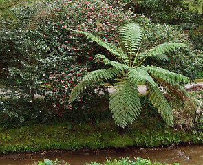 Image showing vegetation at the Azores