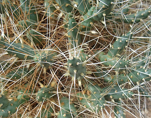 Image showing tubular cacti detail