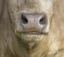 Image showing cowÂ´s mouth