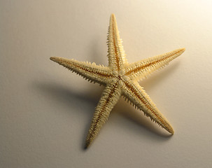 Image showing starfish