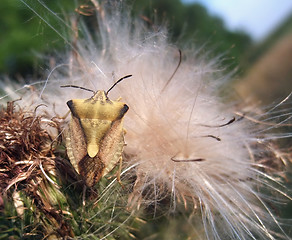 Image showing stink bug at summer time