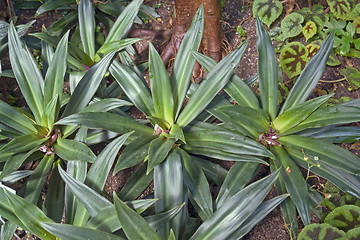Image showing succulent plants