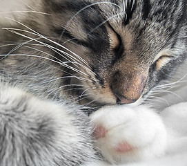 Image showing sleeping cat portrait