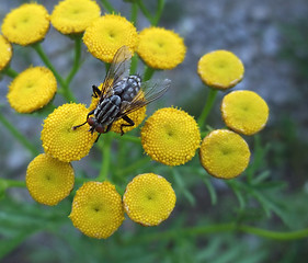 Image showing flesh fly on yellow flowers