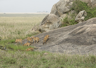 Image showing some young Lions near rock formation