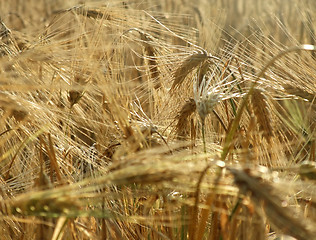 Image showing barley field