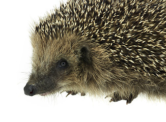 Image showing hedgehog portrait