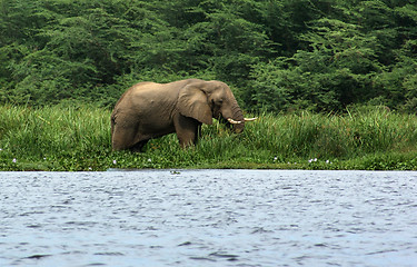 Image showing waterside scenery with Elephant