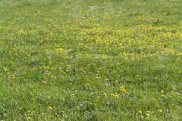 Image showing vibrant dandelion meadow