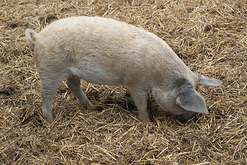 Image showing Domestic Pig and manure