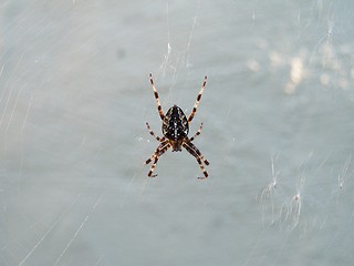 Image showing Spider