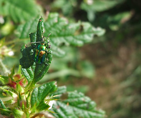 Image showing Chrysolina fastuosa in sunny ambiance