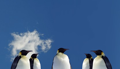 Image showing Penguin