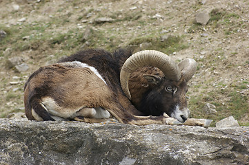 Image showing mouflon resting on stone