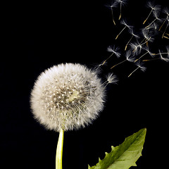 Image showing blowball and flying dandelion seeds