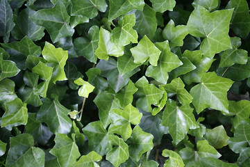 Image showing ivy leaves closeup