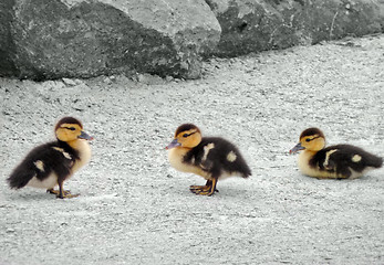 Image showing duck fledglings