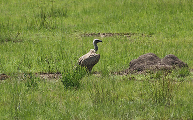 Image showing White-backed Vulture in grassy ambiance