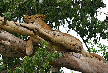 Image showing Lion resting in a tree