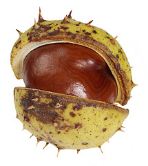 Image showing half opened horse chestnut