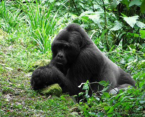 Image showing Gorilla in the jungle